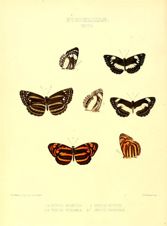 Illustrations of new species of exotic butterflies Neptis