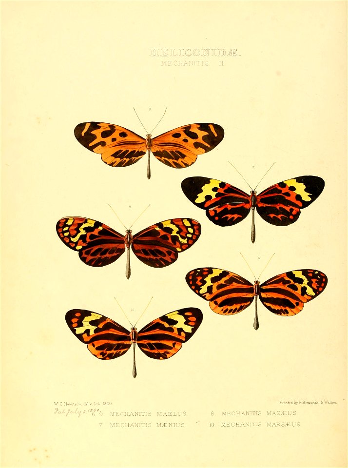 Illustrations of new species of exotic butterflies Mechanitis II