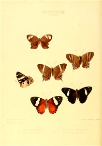 Illustrations of new species of exotic butterflies Sospita I