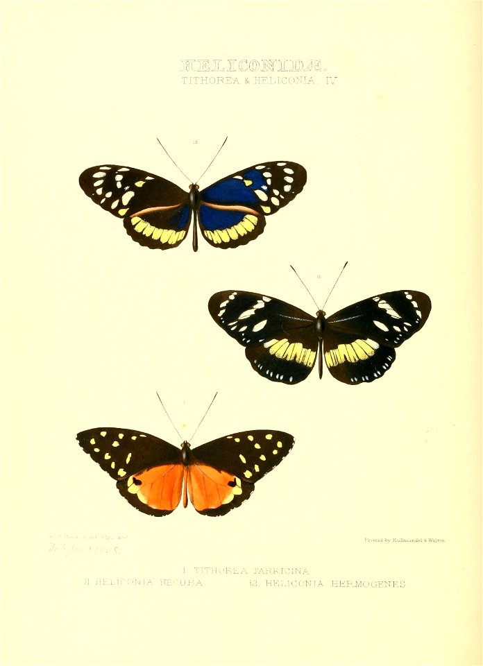 Illustrations of new species of exotic butterflies Tithorea & Heliconia IV