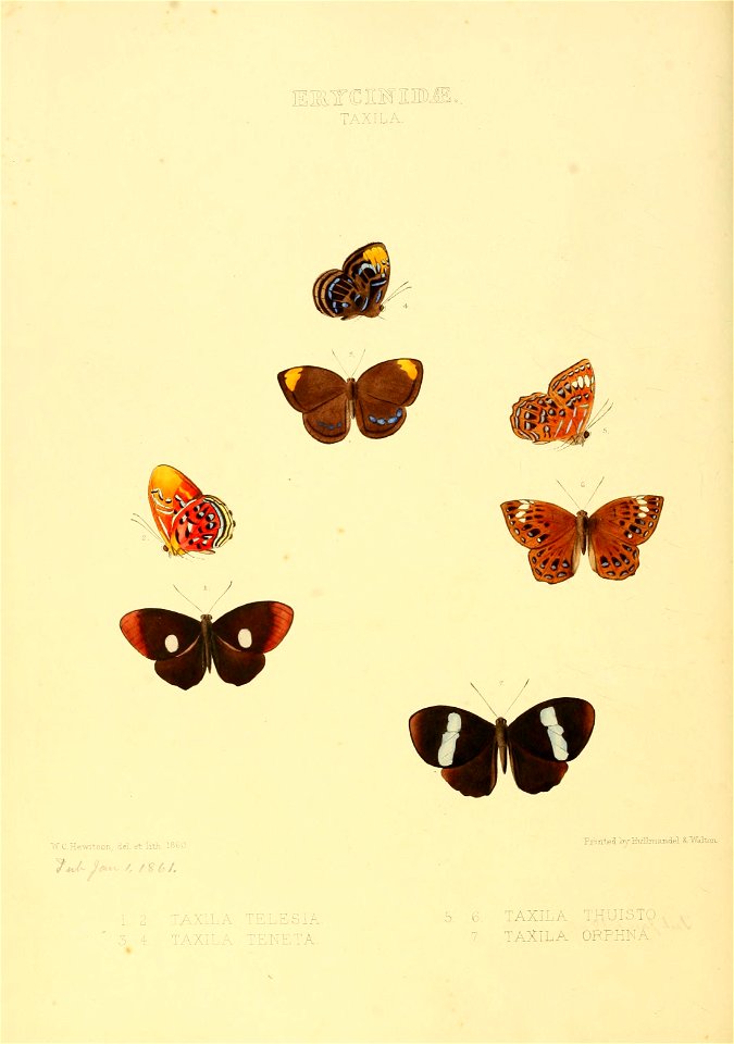 Illustrations of new species of exotic butterflies Taxila I