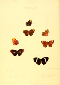Illustrations of new species of exotic butterflies Taxila I