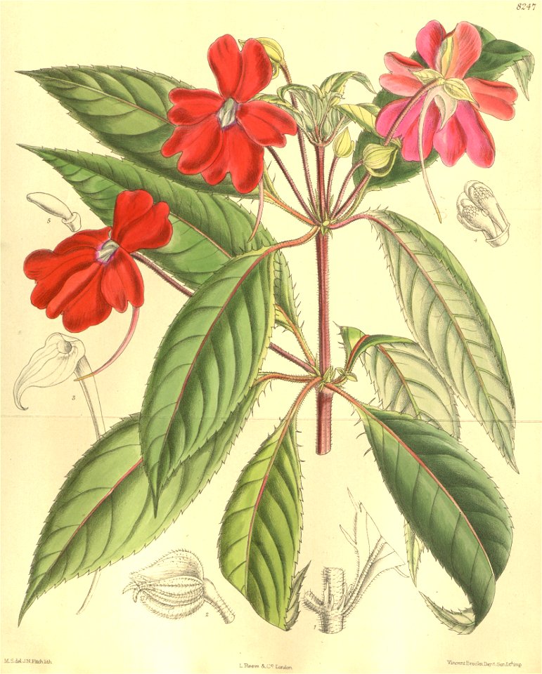 Impatiens hawkeri 135-8247