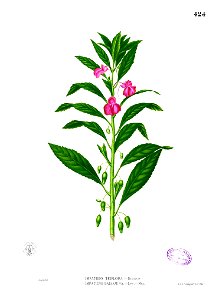 Impatiens balsamina Blanco2.424