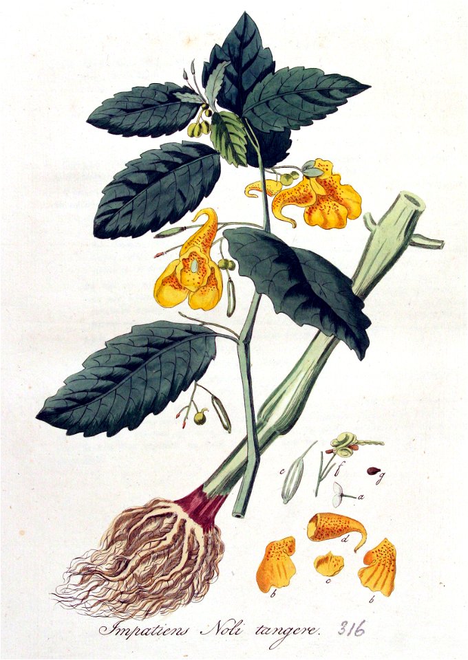 Impatiens noli-tangere — Flora Batava — Volume v4