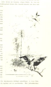 Image taken from page 189 of 'Pilgerritt. Bilder aus Palästina und Syrien ... Mit Illustrationen von R. Mainella' (11233197076)