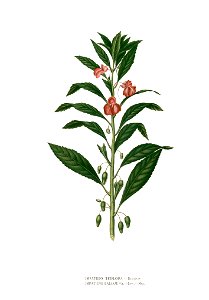 Impatiens balsamina Blanco clean