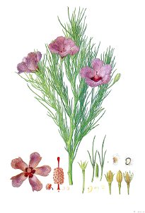 Image-Alyogyne hakeifolia (Bauer)-original