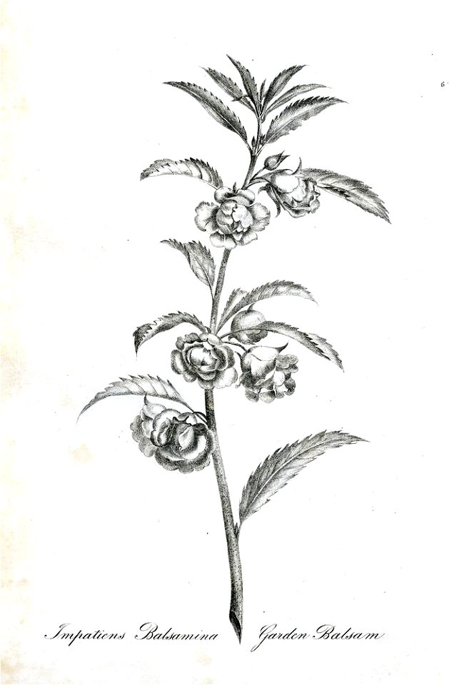 Impatiens Balsamina (BM 1899,0713.208.6)