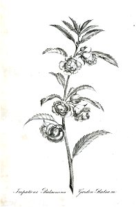 Impatiens Balsamina (BM 1899,0713.208.6)