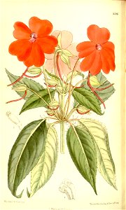 Impatiens herzogii 137-8396