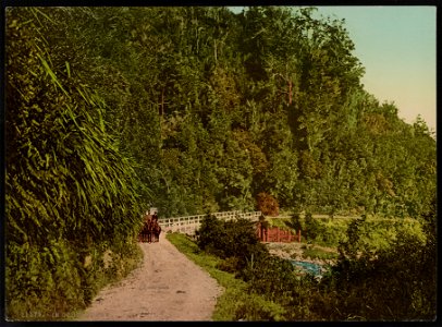 In Otira Gorge LCCN2017658082