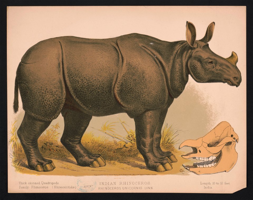 Indian rhinoceros. Rhinoceros unicornis linn - E.K. LCCN2017660733