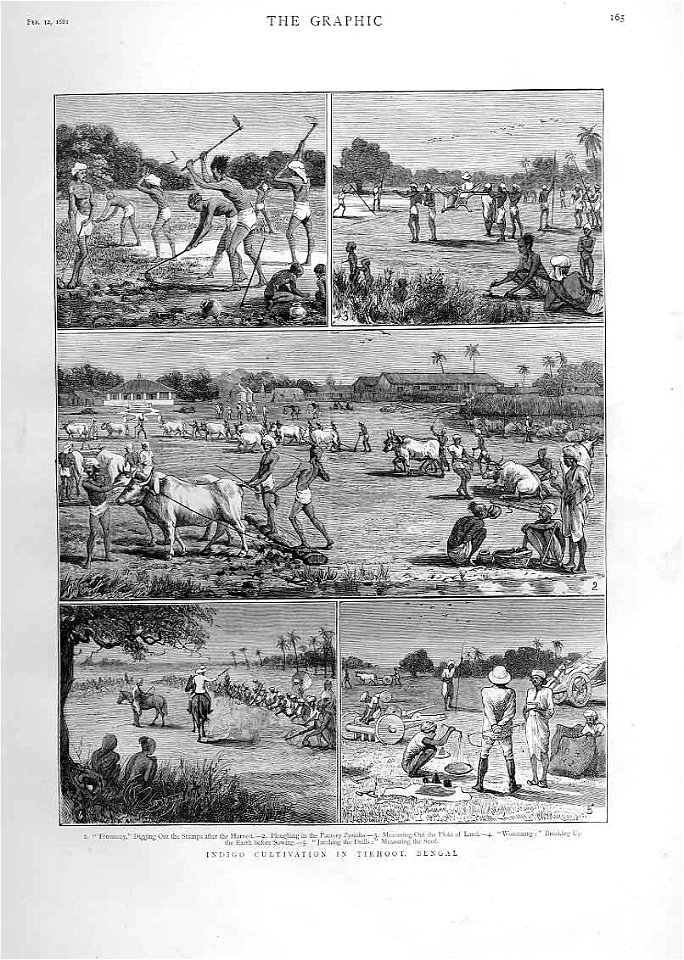 Indigo Cultivation in Tirhoot, Bengal