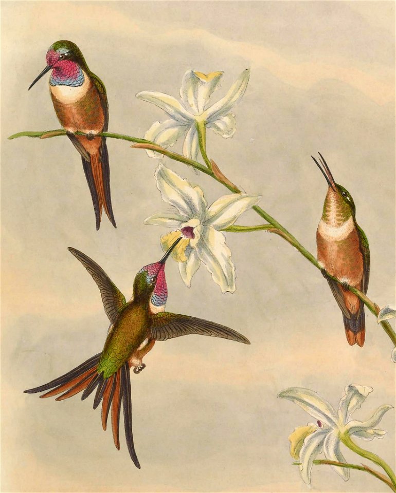 Inagua Woodstar (Calliphlox lyrura)