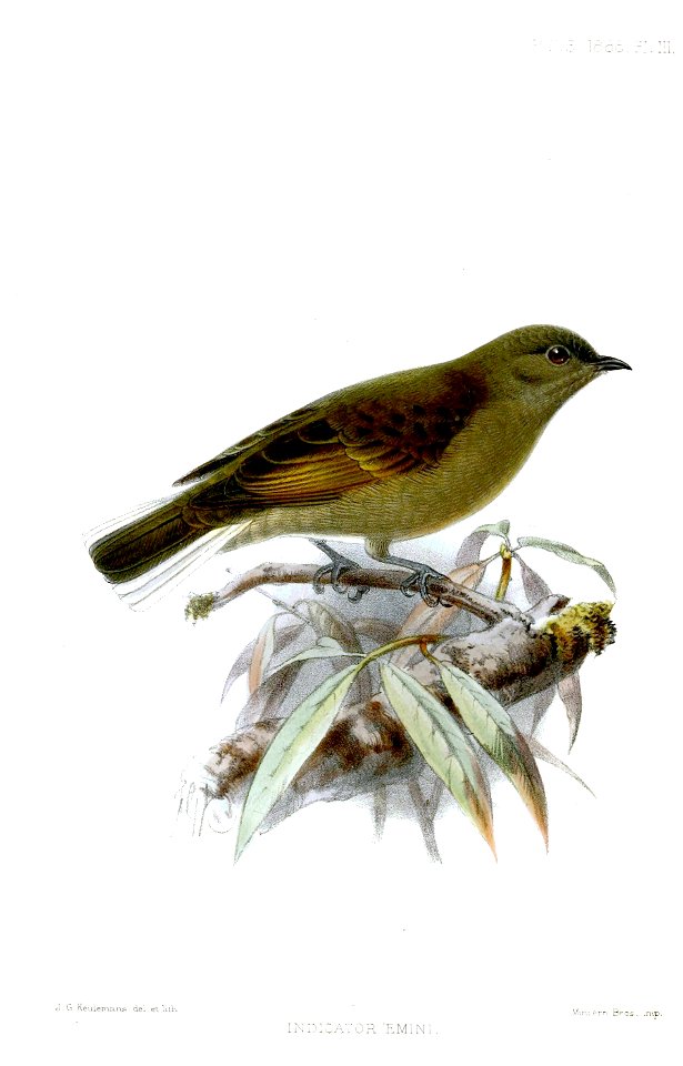 IndicatorEminiKeulemans