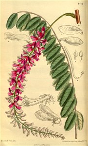 Indigofera pendula 144-8745