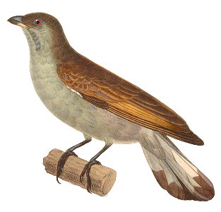 Indicator minor 1838