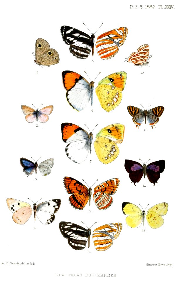 IndianLepidopteraSearle