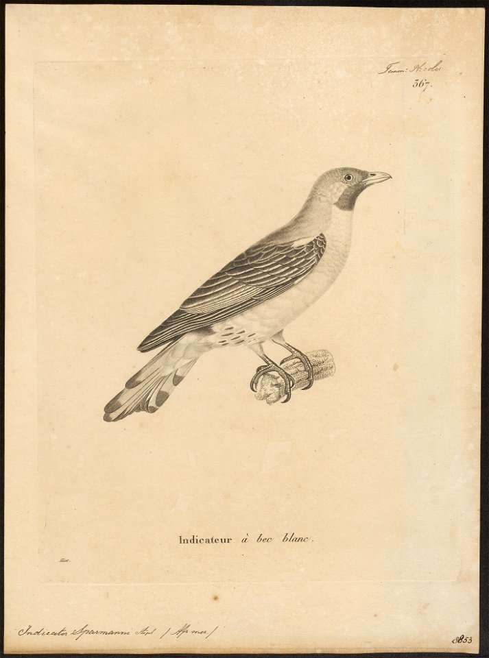 Indicator sparrmanni - 1700-1880 - Print - Iconographia Zoologica - Special Collections University of Amsterdam - UBA01 IZ18800289