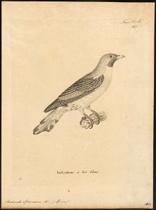 Indicator sparrmanni - 1700-1880 - Print - Iconographia Zoologica - Special Collections University of Amsterdam - UBA01 IZ18800289
