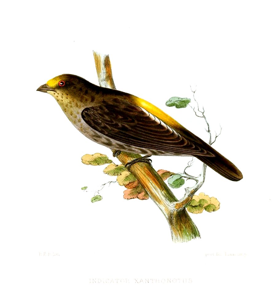 IndicatorXanthonotusJerdon