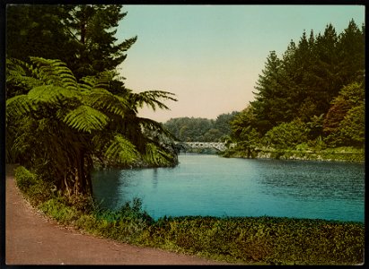In New Plymouth Gardens LCCN2017657806
