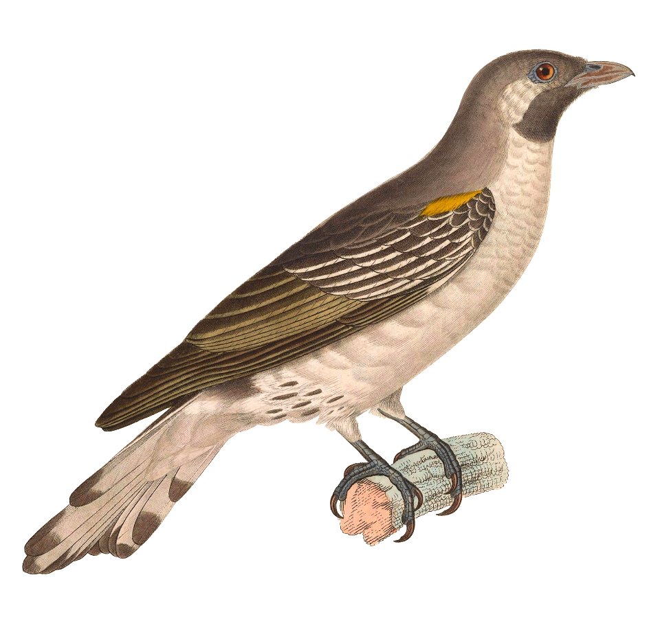 Indicator indicator 1838, crop