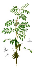 Indigofera tinctoria Blanco1.163-cropped
