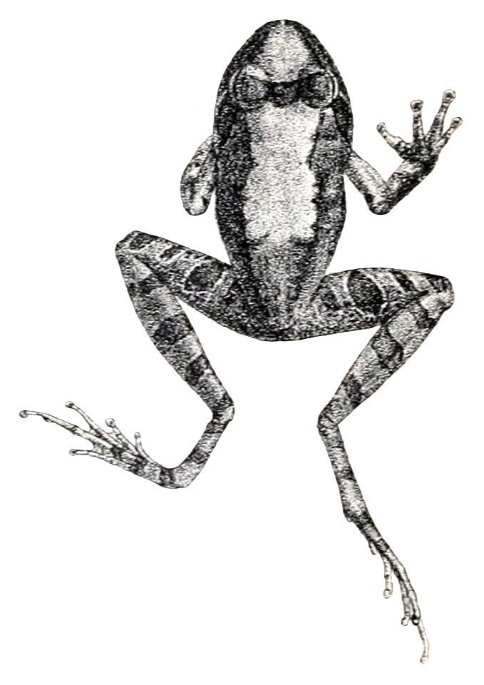 Indirana semipalmata