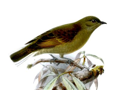 IndicatorEminiKeulemans, crop