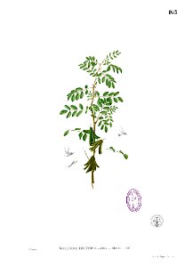 Indigofera tinctoria Blanco1.163