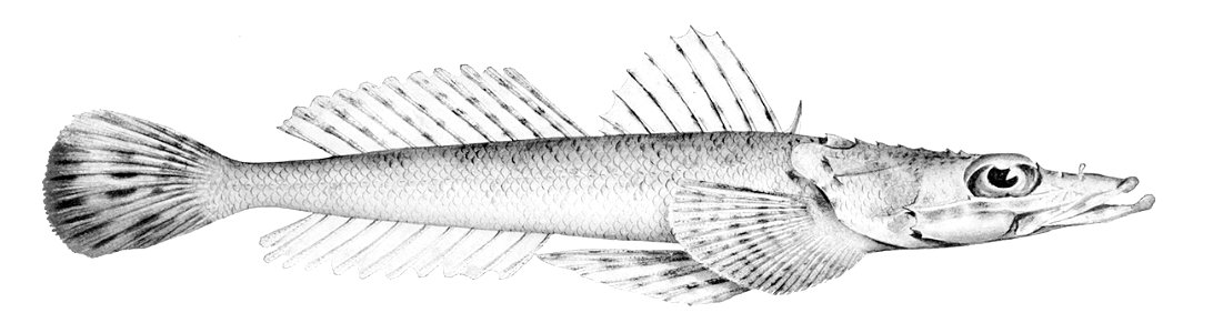 Inegocia harrisii