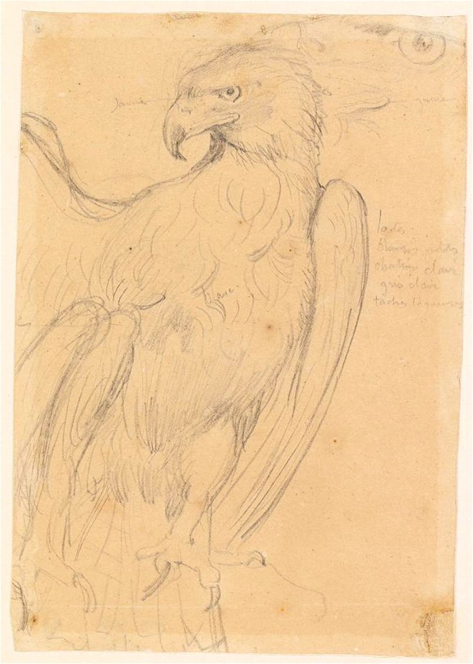 Ingres - MI.867.2124, Aigle de Jupiter