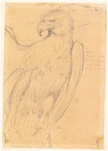 Ingres - MI.867.2124, Aigle de Jupiter