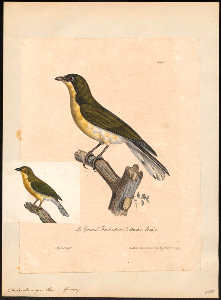 Indicator major - 1825-1834 - Print - Iconographia Zoologica - Special Collections University of Amsterdam - UBA01 IZ18800295