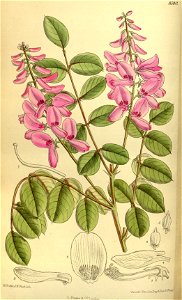 Indigofera kirilowii 140-8580