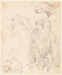 Ingres - MI.867.2125, Aigle de Jupiter