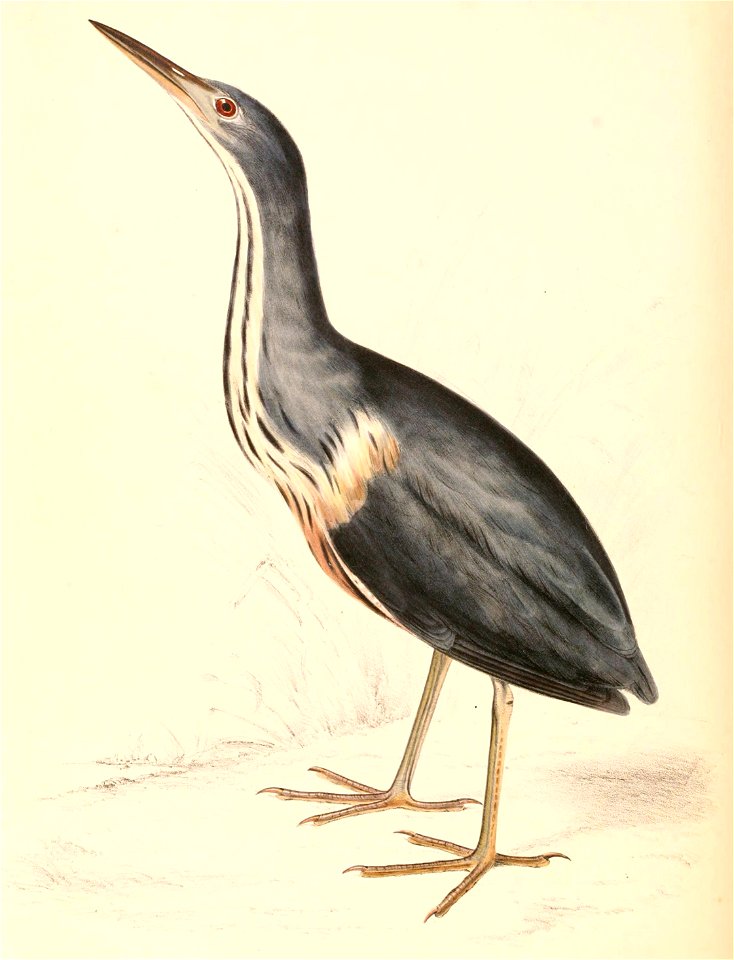 Ixobrychus sturmii 1838