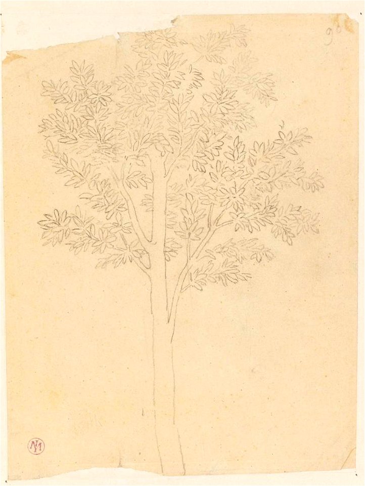 Ingres - MI.867.1451, Un laurier