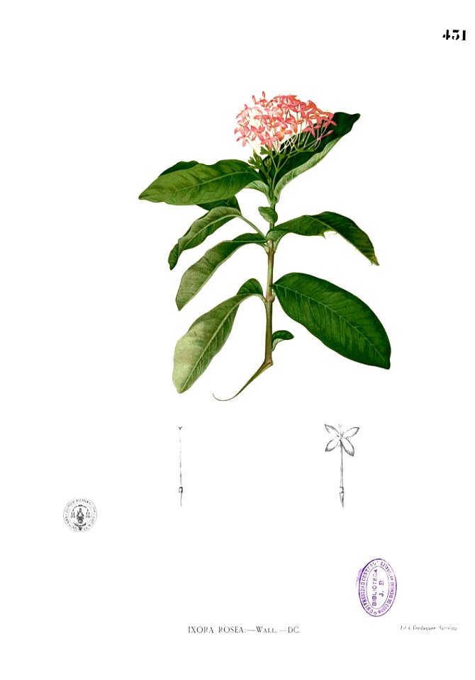 Ixora sp Blanco2.431