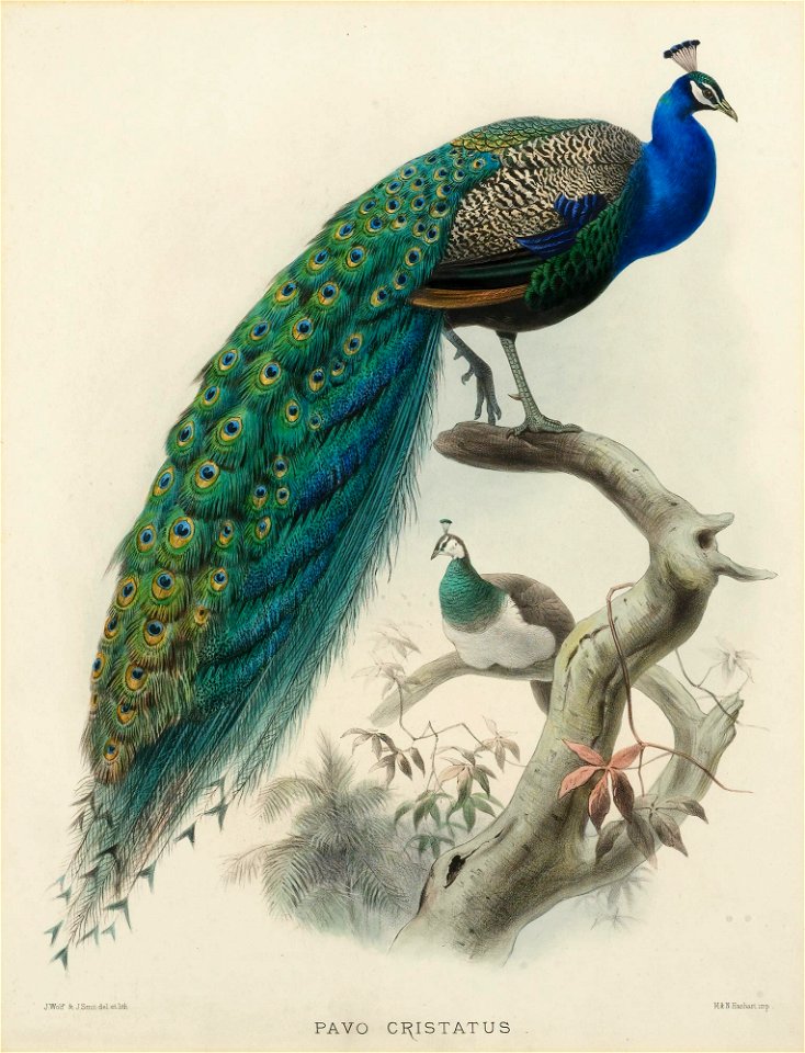 J Smit nach Joseph Wolf Pavo Cristatus