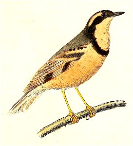 Ixoreus naevius 1832