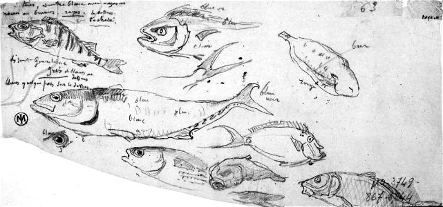 Ingres - MI.867.3544, Poissons divers