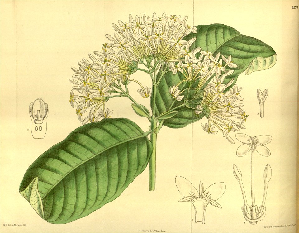 Ixora umbellata 140-8577