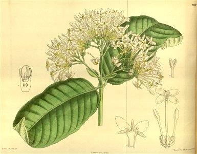 Ixora umbellata 140-8577