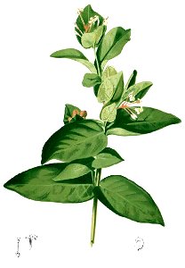 Ixora sp Blanco1.22-cropped