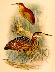 Ixobrychus eurhythmus 1898