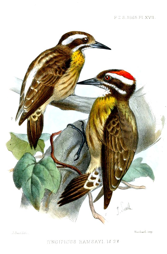 IyngipicusRamsayiSmit