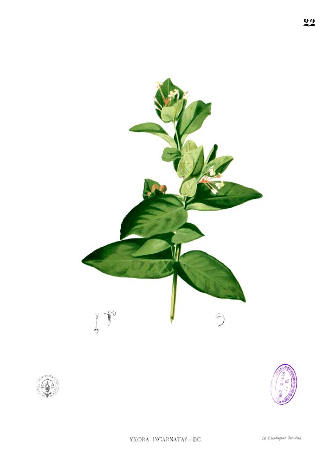 Ixora sp Blanco1.22